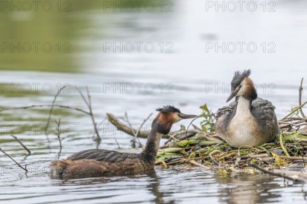 Great Crested Grebe (Podiceps cristatus) bringing a small fish for the chicks a few days old on a river. Bas-Rhin, Collectivite europeenne d'Alsace, Grand Est, France, Europe