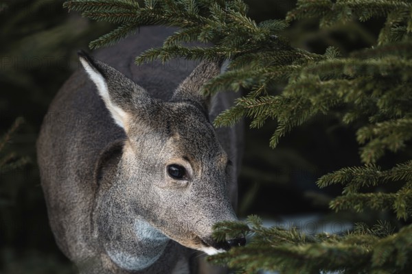 Roe deer in the forest, Capreolus capreolus. Wild roe deer in nature