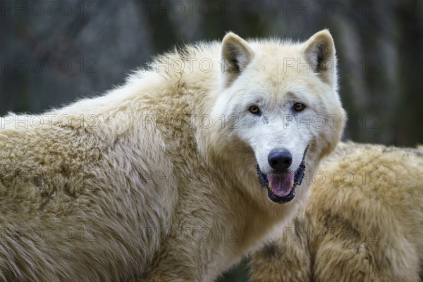 Arctic wolf (Canis lupus arctos), also known as the white wolf or polar wolf