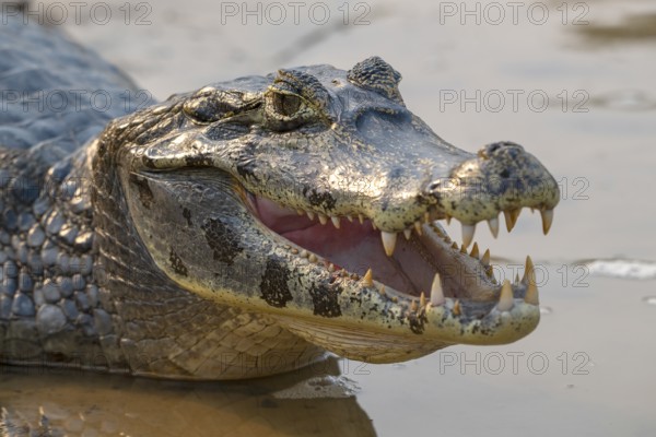 Caiman (Caimaninae), Crocodile (Alligatoridae), crocodile (Crocodylia), open mouth, animal portrait, Pantanal, inland, wetland, UNESCO Biosphere Reserve, World Heritage Site, wetland biotope, Mato Grosso, Brazil, South America