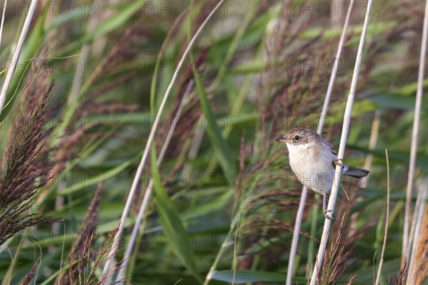 Whitethroat (Sylvia communis) sitting in the reeds on Juist, East Frisian Islands, Germany, Europe