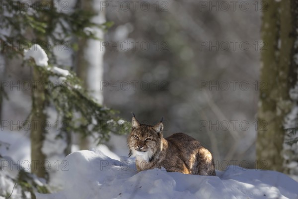 Lynx (Lynx lynx) lying in the snow in the animal enclosure in the Bavarian Forest National Park in Bavaria, Germany, Europe