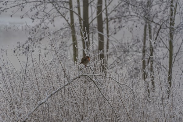 Small bird sitting on frost-covered branches in wintry surroundings, Borken, Münsterland, Germany, Europe