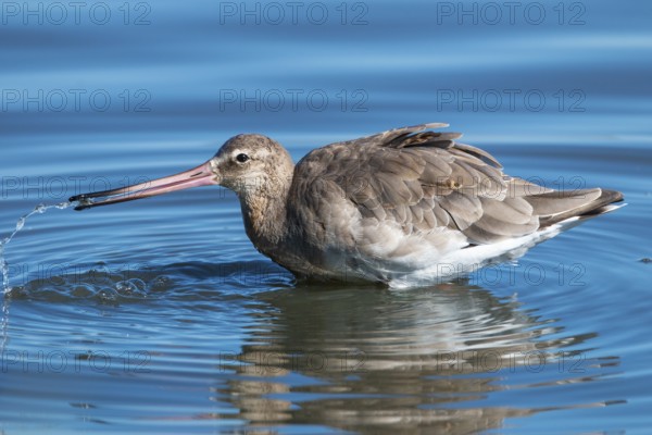 Black-tailed godwit, Limosa limosa