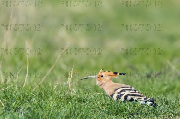 Hoopoe, Common Hoopoe (Upupa epops) Eurasian Hoopoe