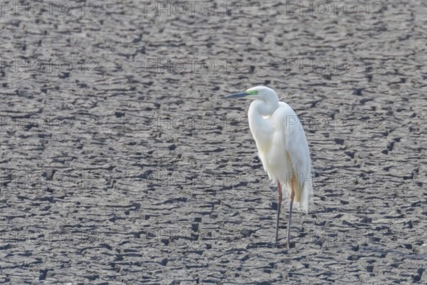 Great Egret Standing on Dry Pond (Ardea alba) Great White Egret, Common Egret