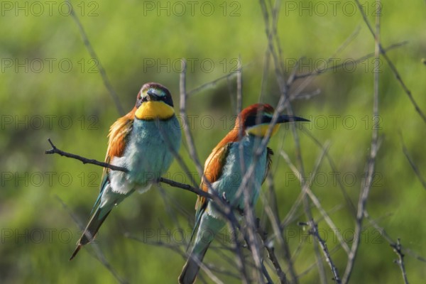 European Bee-Eater (Merops Apiaster)