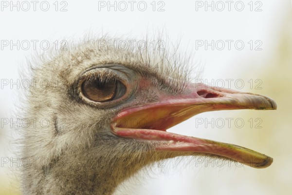 Angry Ostrich portrait, ostrich head (Struthio camelus)