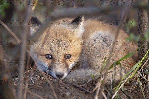 Fox Kits Near Den in Prairie Saskatchewan Canada