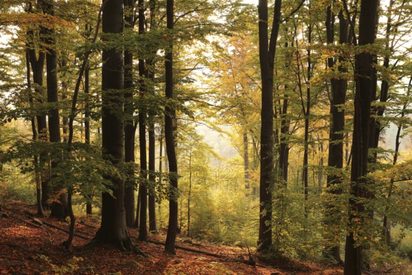 Autumn beech forest on the mountain slope during sunrise. October, Poland, Europe