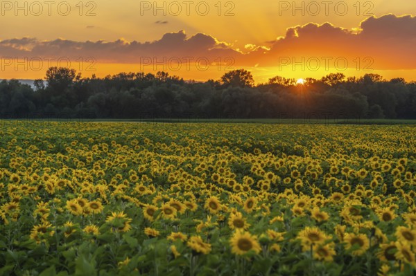 Fields of sunflowers or sun at sunset (Helianthus annuus) grown for its edible seeds, flour and oil. Alsace, France, Europe