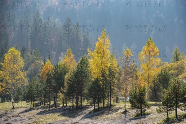 Scenic autumn forest at Crystal Lake in the Julian Alps, Slovenia, Europe