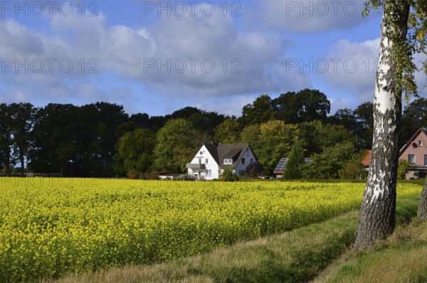 Landscape in Autumn in the Heath Lüneburger Heide, Walsrode, Lower Saxony, Germany. Landscape in Autumn in the Lüneburg Heath, Walsrode, Lower Saxony, Germany, Europe