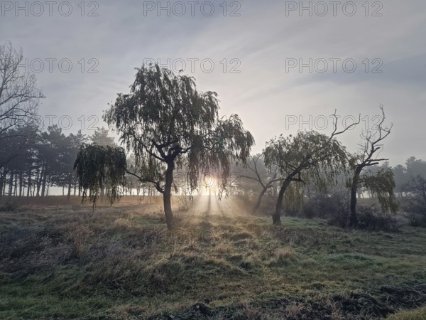 Hazy landscape with the sun rising through the trees casting rays of light through the mist, creating a peaceful and ethereal atmosphere