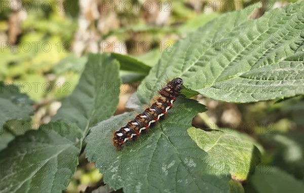 Closeup caterpillar crawling on leaves in the garden. Yellow tail moth (Euproctis Similis)