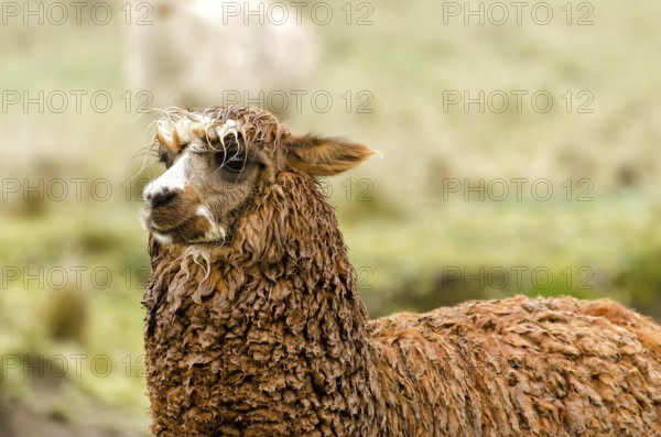 Alpaca
