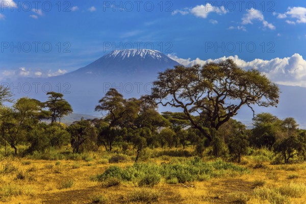 Kilimanjaro is Africa's highest point of the continent. The famous snow peak of Kilimanjaro. Savanna with rare bushes and desert acacia. The concept of active, exotic, ecological and photo tourism