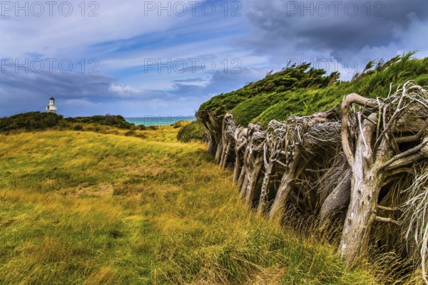 Great trip to New Zealand. Scenic South Island on a cloudy windy day. Frequent hurricane wind from Antarctica has formed a horizontal forest. The concept of exotic, active and photo tourism