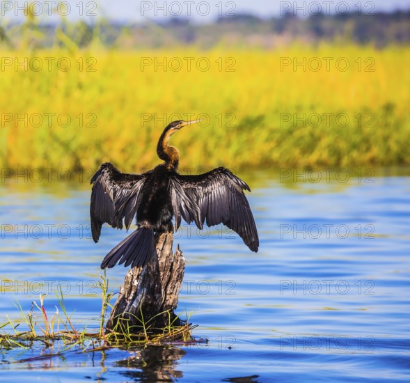 Big Bird wings opened sitting on a tree among water. Chobe National Park on the Zambezi River, Botswana. African cormorant dries its wings