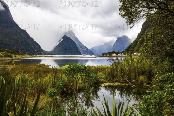 Swampy, overgrown marsh grass coast of the fjord Milford Sound. Sunlight breaks through storm clouds. New Zealand is a magical land of fairy tales. Concept of photographic, exotic and active tourism