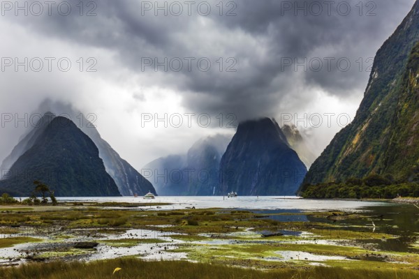 Shallow, overgrown with marsh grass coast of the fjord. New Zealand - magic land of hobbits. Concept of exotic, active and photographic tourism