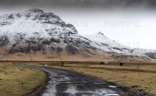 Empty rural road leading to the snowy mountain and valley with horses feeding in Iceland