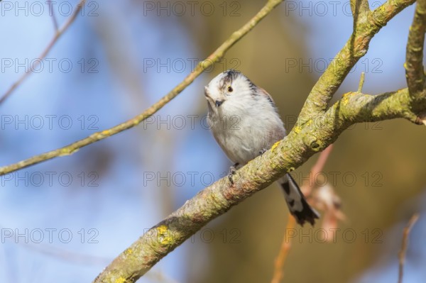 Long-tailed tit on branch (Aegithalos caudatus) Cute little Bird