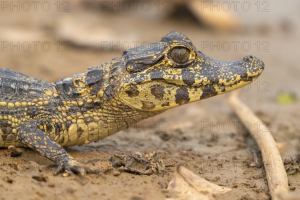Caiman (Caimaninae), Crocodile (Alligatoridae), crocodile (Crocodylia), animal portrait, young animal, juvenile, Pantanal, inland, wetland, UNESCO biosphere reserve, world natural heritage, wetland, Mato Grosso, Brazil, South America