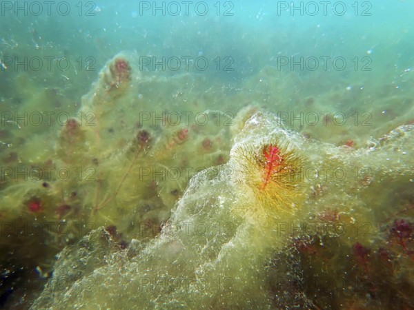 Freshwater underwater scene Freshwater rivers and lakes