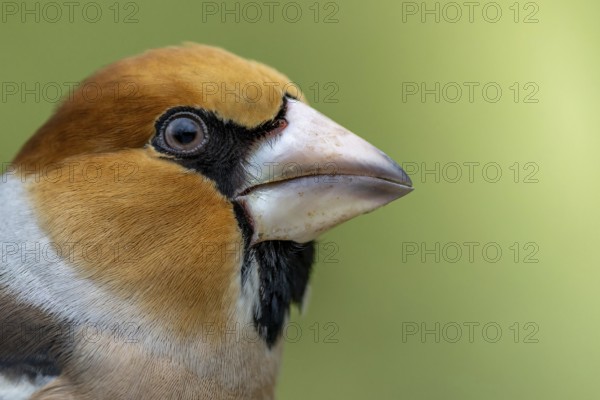 Male hawfinch (Coccothraustes coccothraustes) close-up, protected forest, Black Forest, Germany, Europe