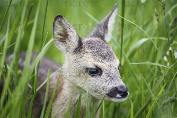 Young wild roe deer in grass, Capreolus capreolus. New born roe deer, wild spring nature