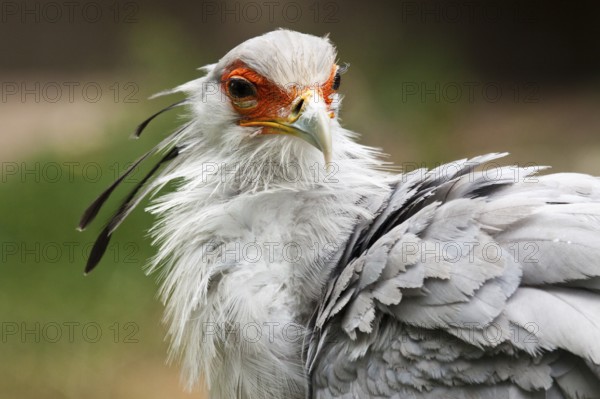 Secretary bird (Sagittarius serpentarius), Secretary