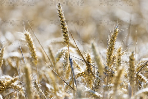 Beautiful golden wheat field with ears of wheat standing close together, Coxhill, Shepherdswell, Dover, Kent, Great Britain