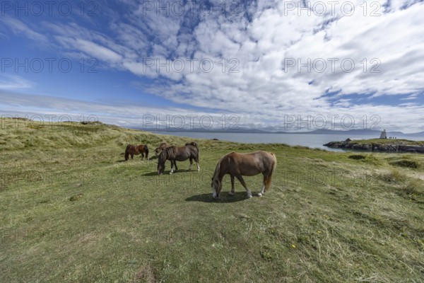 Brown horses grazing in a green meadow by the sea with Twr Mawr Lighthouse in the background, Ynys Llanddwyn, Newborough, Anglesey, Wales, United Kingdom, Europe