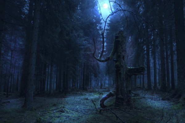 Foggy evergreen forest at night time