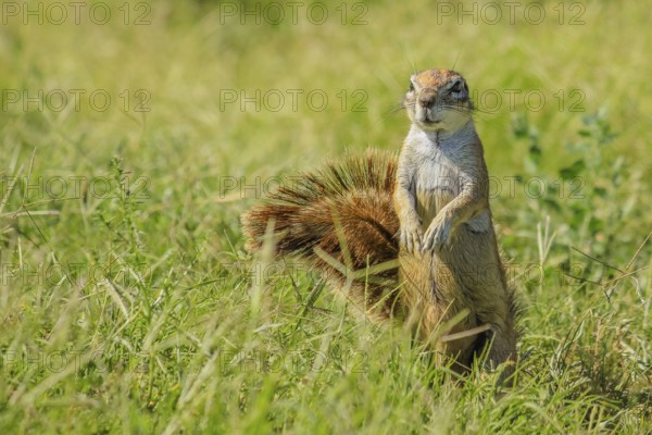 African squirrel standing in the grass during a safari in South Africa