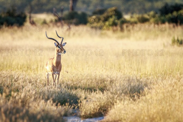 An Impala starring at the camera in the Chobe National Park, Botswana, Africa