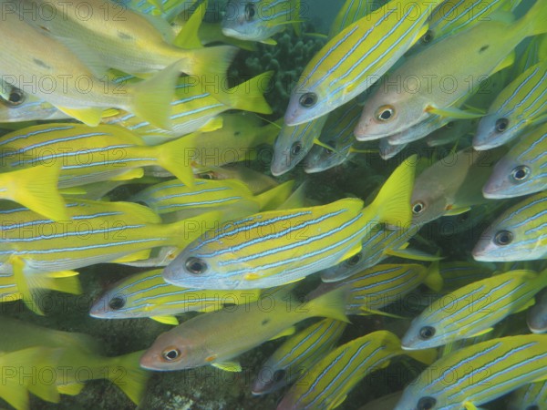 Blue-striped snapper (Lutjanus kasmira)