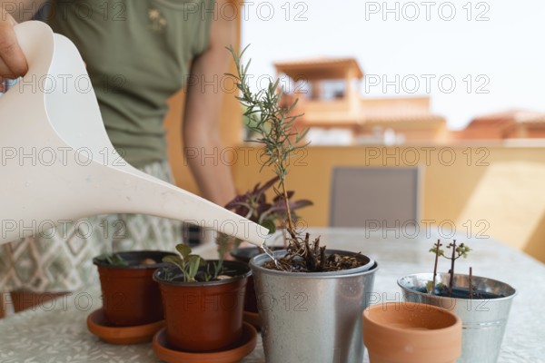 A person waters potted plants on a sunny balcony, focusing on the plants and watering can. DYI Gardening concept