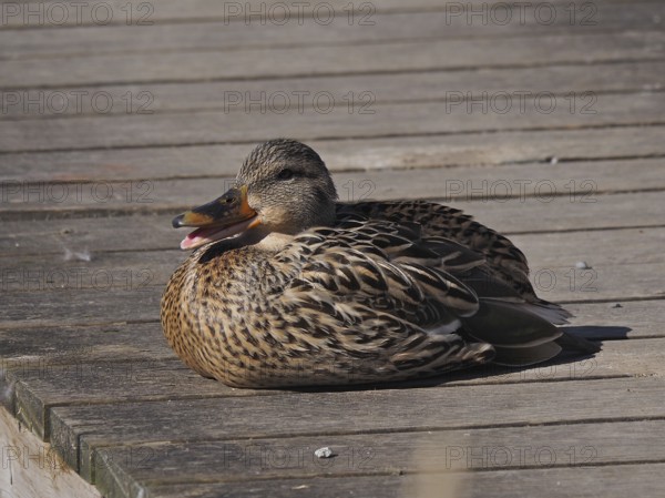 Mallard (Anas platyrhynchos)