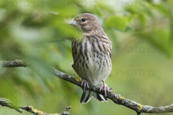 Common linnet (Carduelis cannabina)