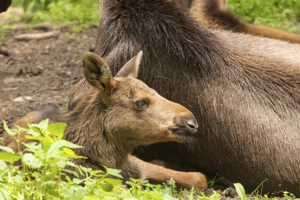 Moose (Alces alces)
