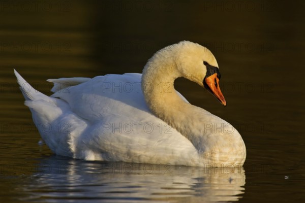 Swan (Cygnus olor)