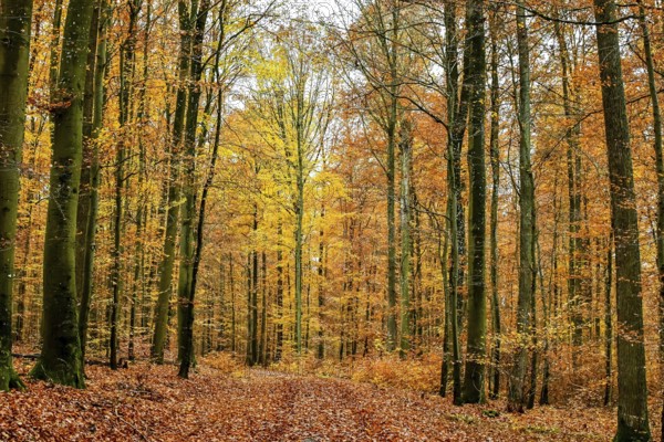 Autumn forest