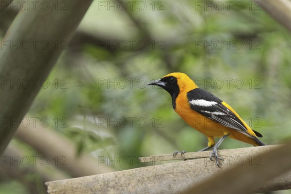 Masked Oriole (Icterus cucullatus)