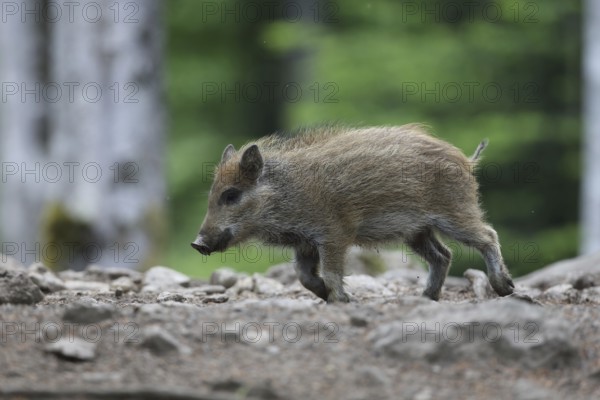 Wild boar (Sus scrofa)