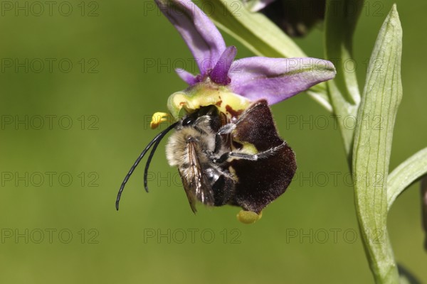 Bumblebee orchid with pollinator (Ophrys holoserica)
