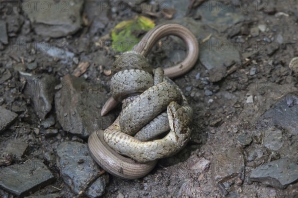 Smooth snake (Coronella austriaca)