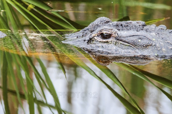 Crocodile in the swamp (Crocodylia)