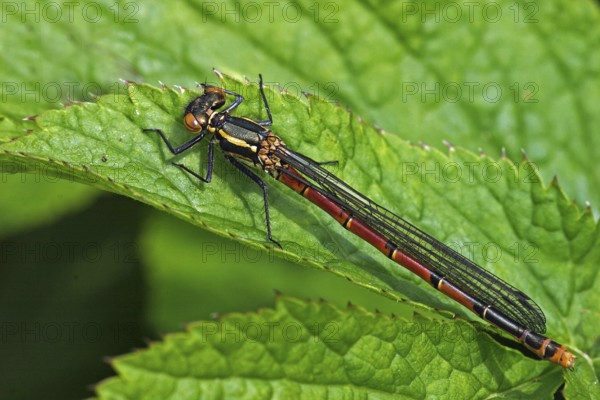 Large red damselfly, female (Pyrrhosoma nymphula)